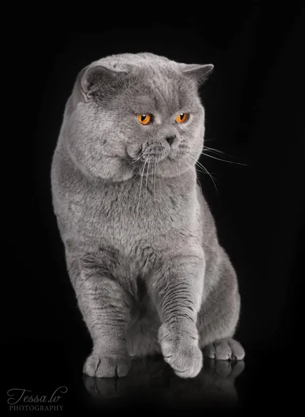 Galeria Dexter van Kremen City