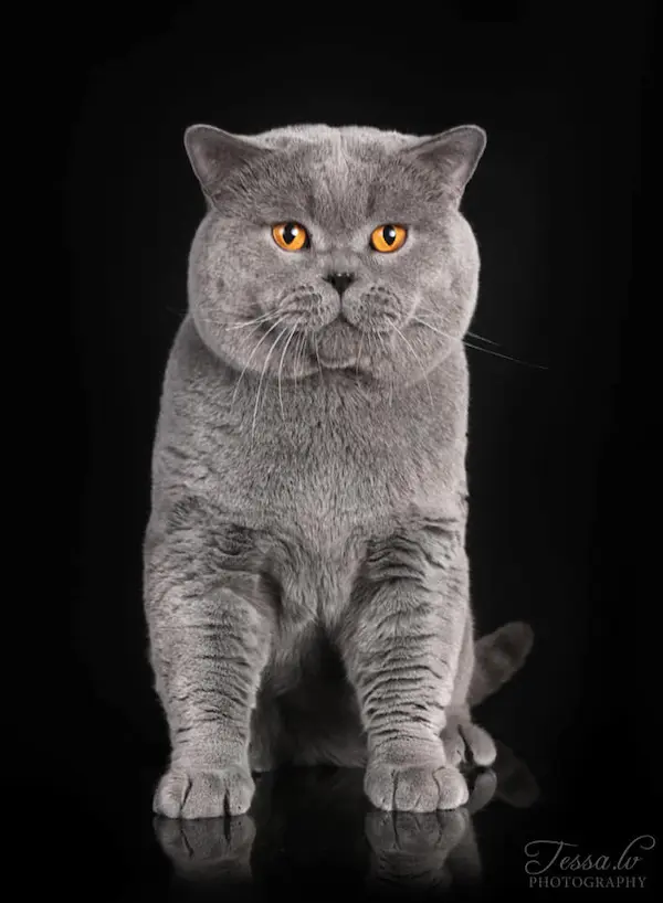 Galeria Dexter van Kremen City