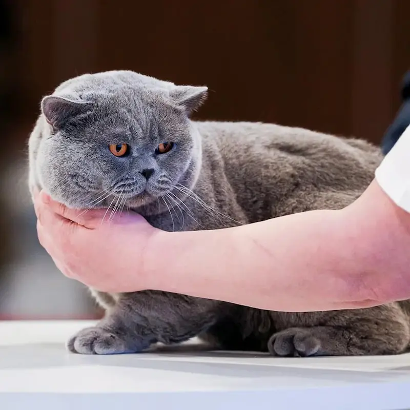 Galeria Dexter van Kremen City