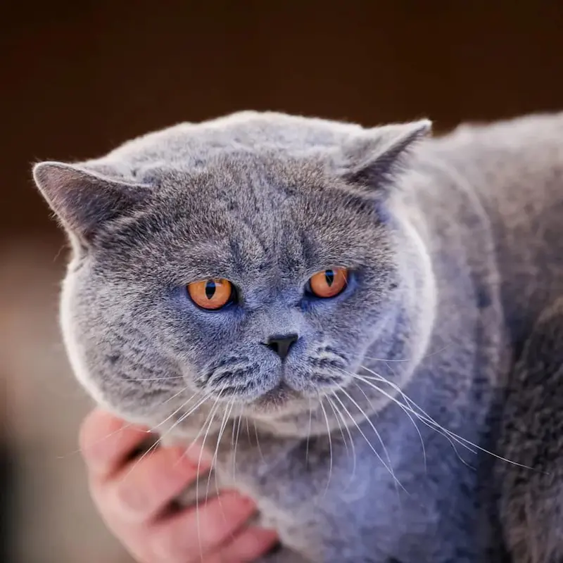 Galeria Dexter van Kremen City