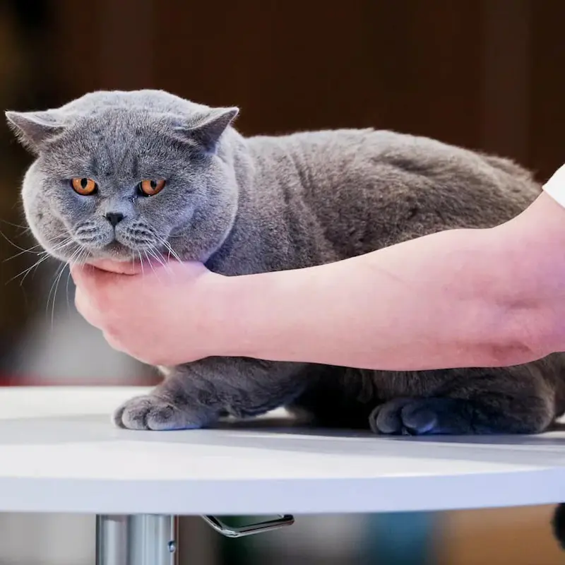 Galeria Dexter van Kremen City