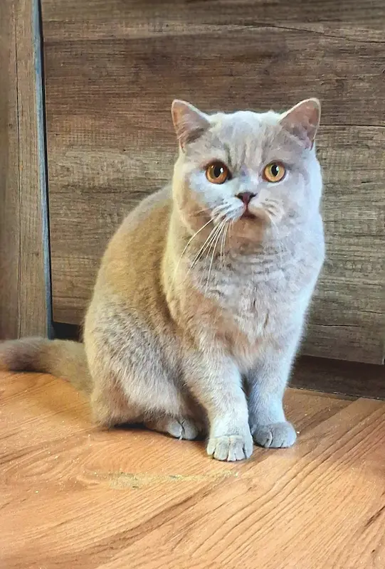 Daisy British Rainbow *UA