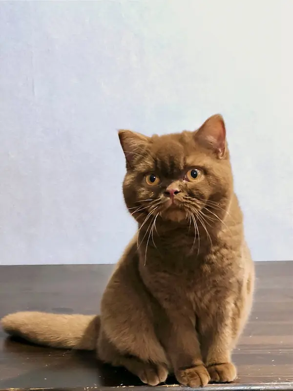 Divine-Bear British Rainbow *UA