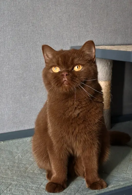 Galeria Divine-Bear British Rainbow *UA