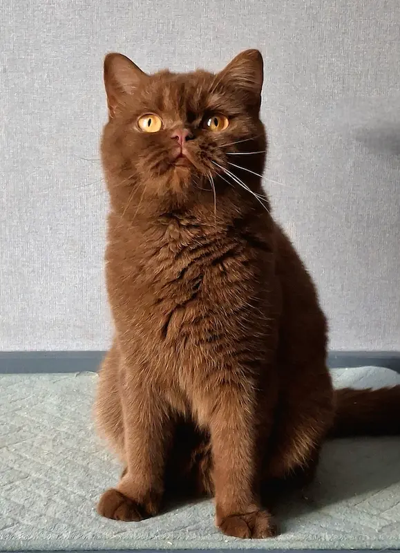 Galeria Divine-Bear British Rainbow *UA