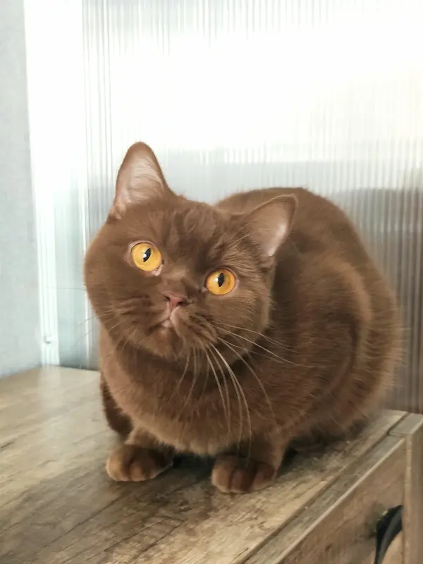 Тут ми представляємо кішок з нашого розплідника