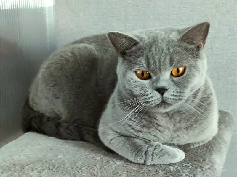 Raffaella British Rainbow*UA