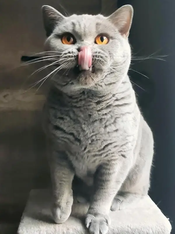 Galeria Raffaella British Rainbow*UA