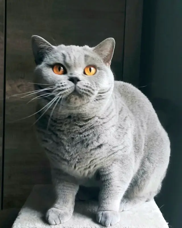 Galeria Raffaella British Rainbow*UA