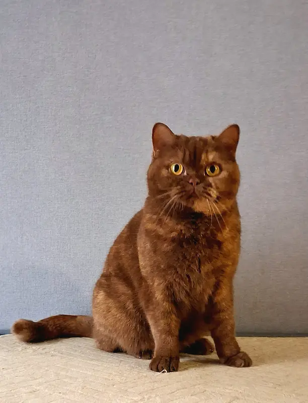 Galeria Aleene-Rhea von Bluz