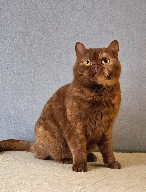 Galeria Aleene-Rhea von Bluz