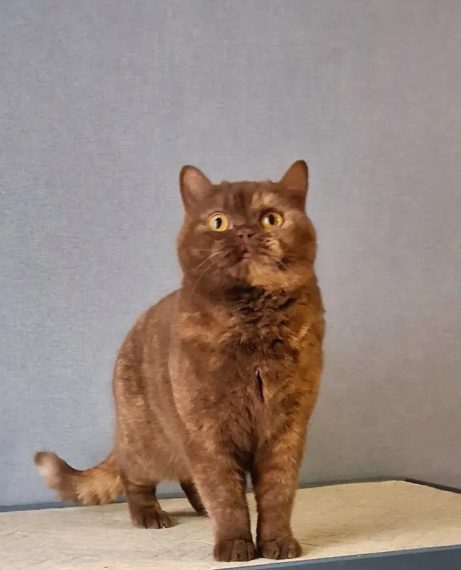 Galeria Aleene-Rhea von Bluz