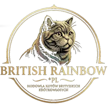 British Rainbow *PL – hodowla kotów brytyjskich