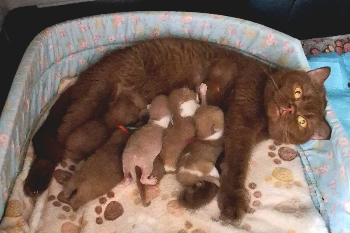 Kot Miot G – Kocięta Cinnamon i Fawn Bicolor | British Rainbow *PL