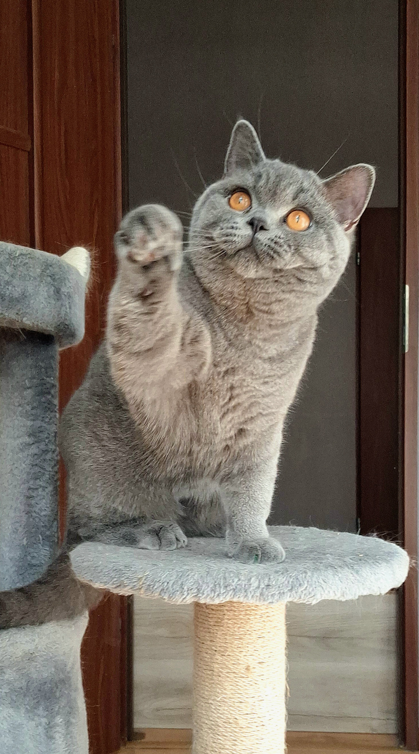 Kocur brytyjski krótkowłosy Floyd British Rainbow*PL | Sprzedaż i Wymiana Hodowlana