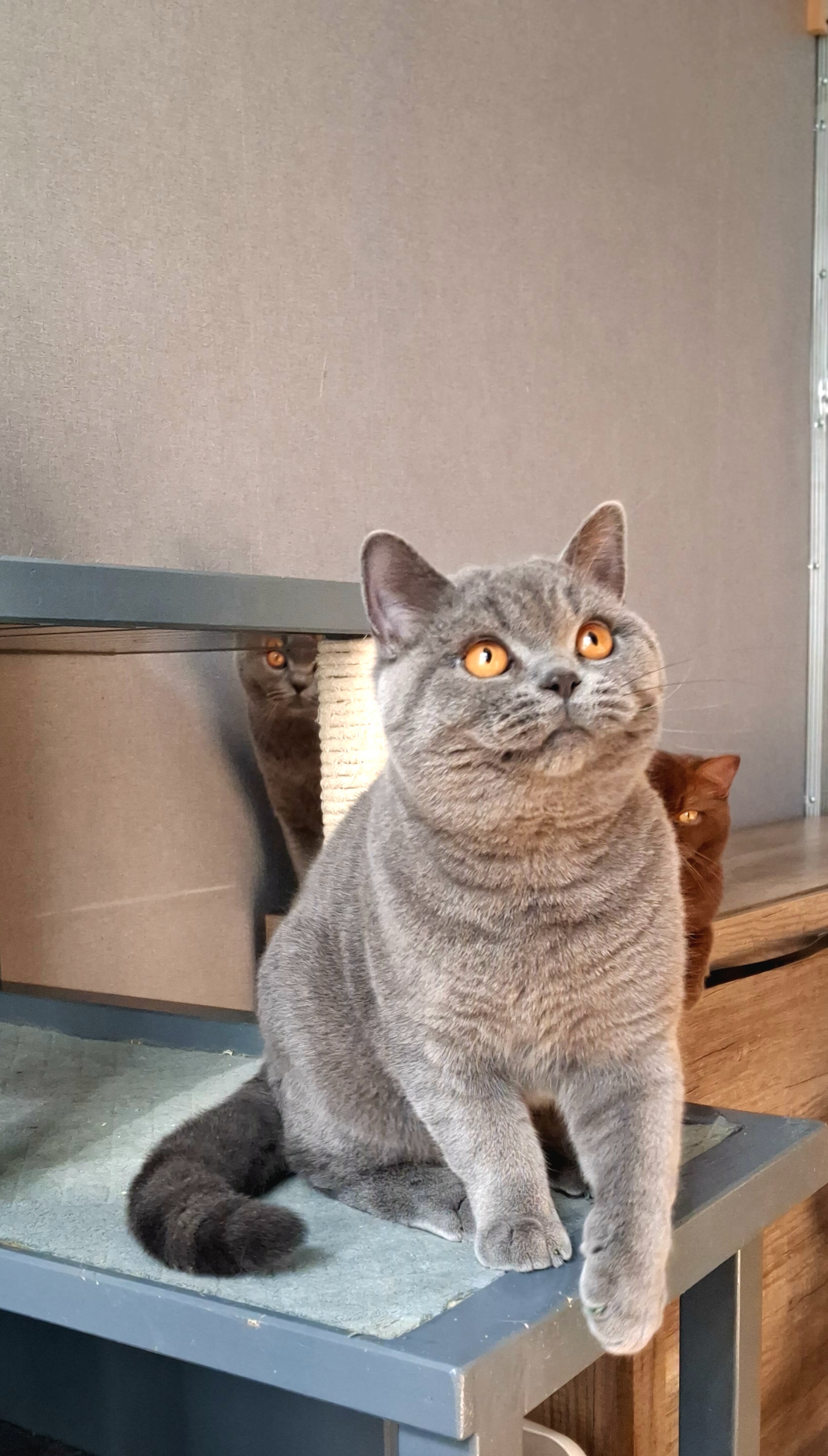 Galeria Kocur brytyjski krótkowłosy Floyd British Rainbow*PL | Sprzedaż i Wymiana Hodowlana