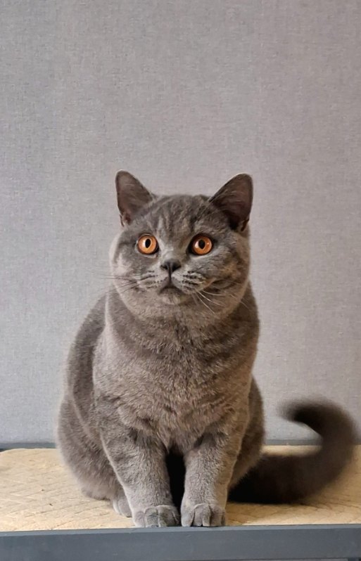 Galeria Kocur brytyjski krótkowłosy Floyd British Rainbow*PL | Sprzedaż i Wymiana Hodowlana