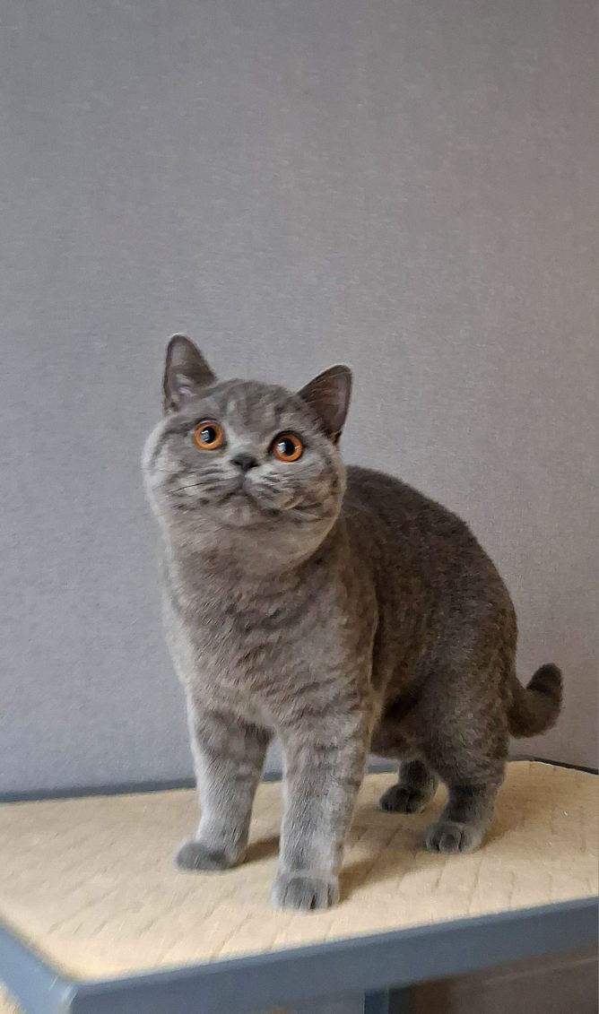 Galeria Kocur brytyjski krótkowłosy Floyd British Rainbow*PL | Sprzedaż i Wymiana Hodowlana