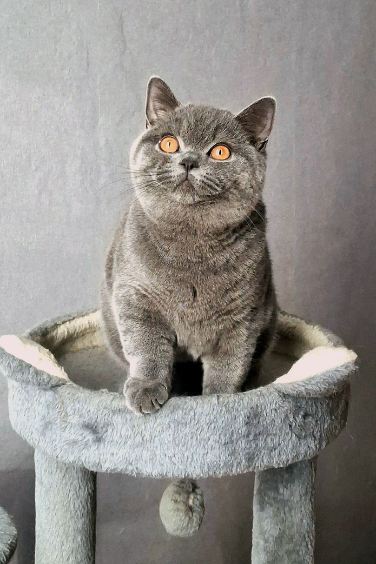 Galeria Kocur brytyjski krótkowłosy Floyd British Rainbow*PL | Sprzedaż i Wymiana Hodowlana