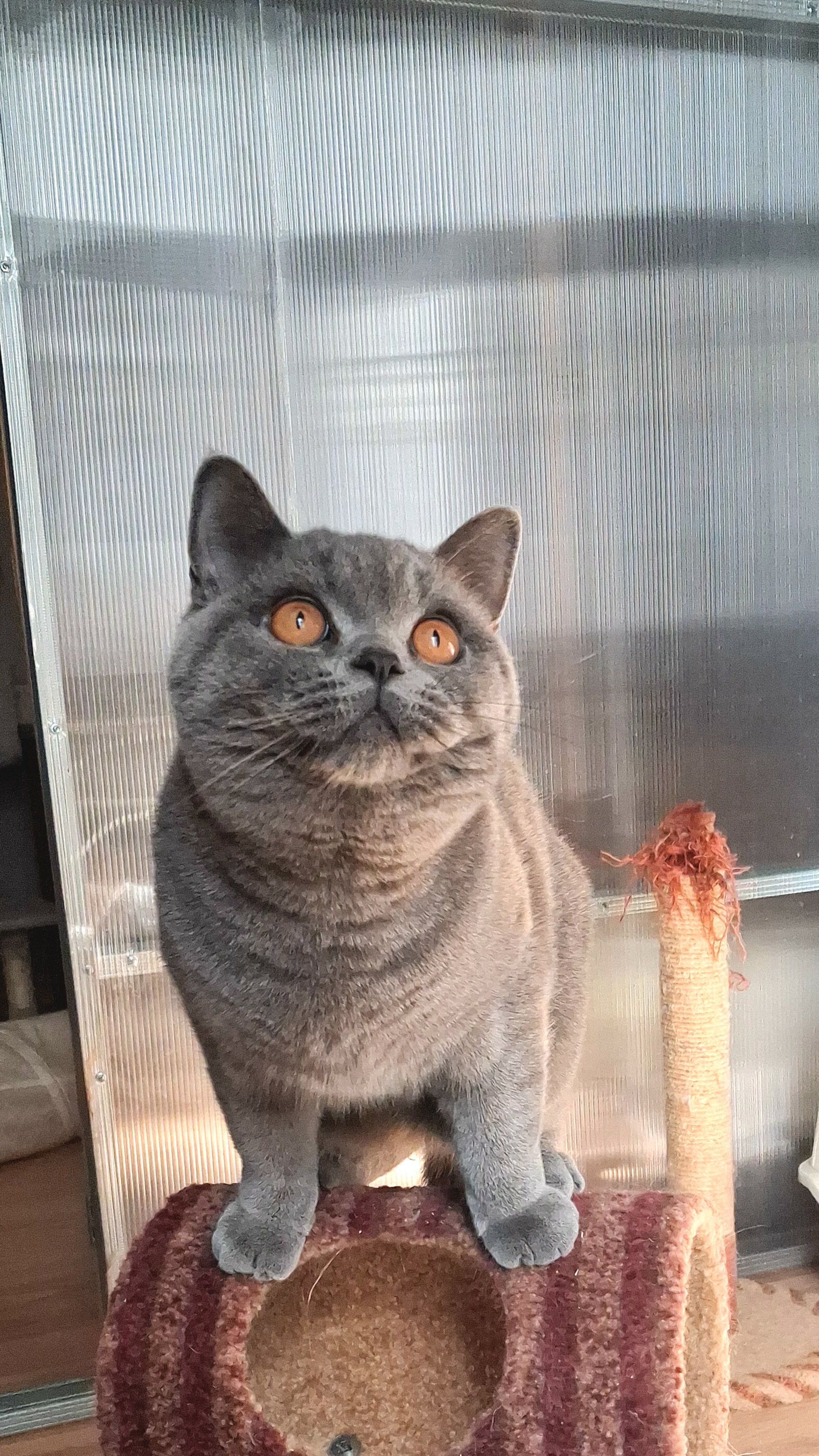 Galeria Kocur brytyjski krótkowłosy Floyd British Rainbow*PL | Sprzedaż i Wymiana Hodowlana