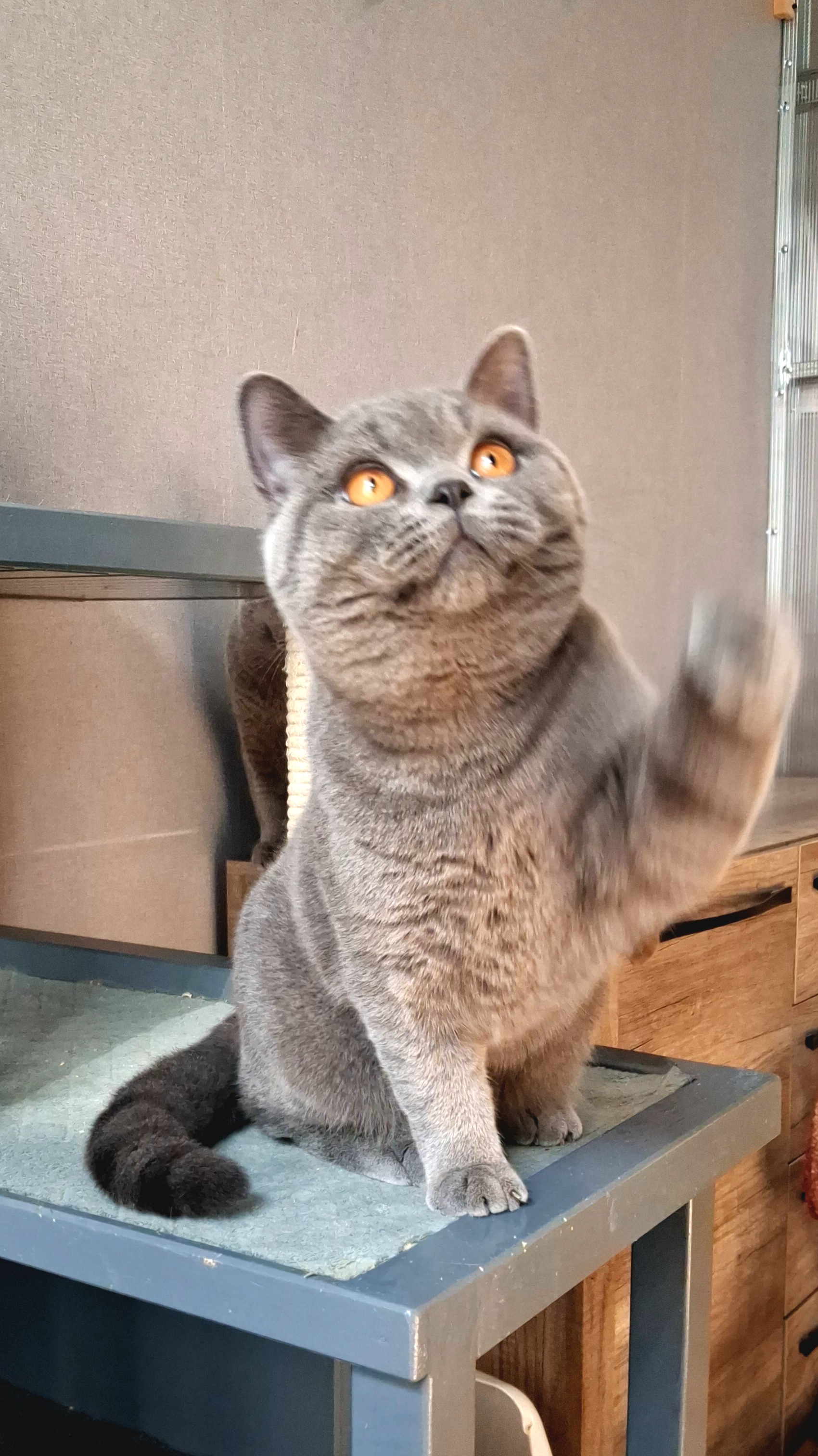 Galeria Kocur brytyjski krótkowłosy Floyd British Rainbow*PL | Sprzedaż i Wymiana Hodowlana