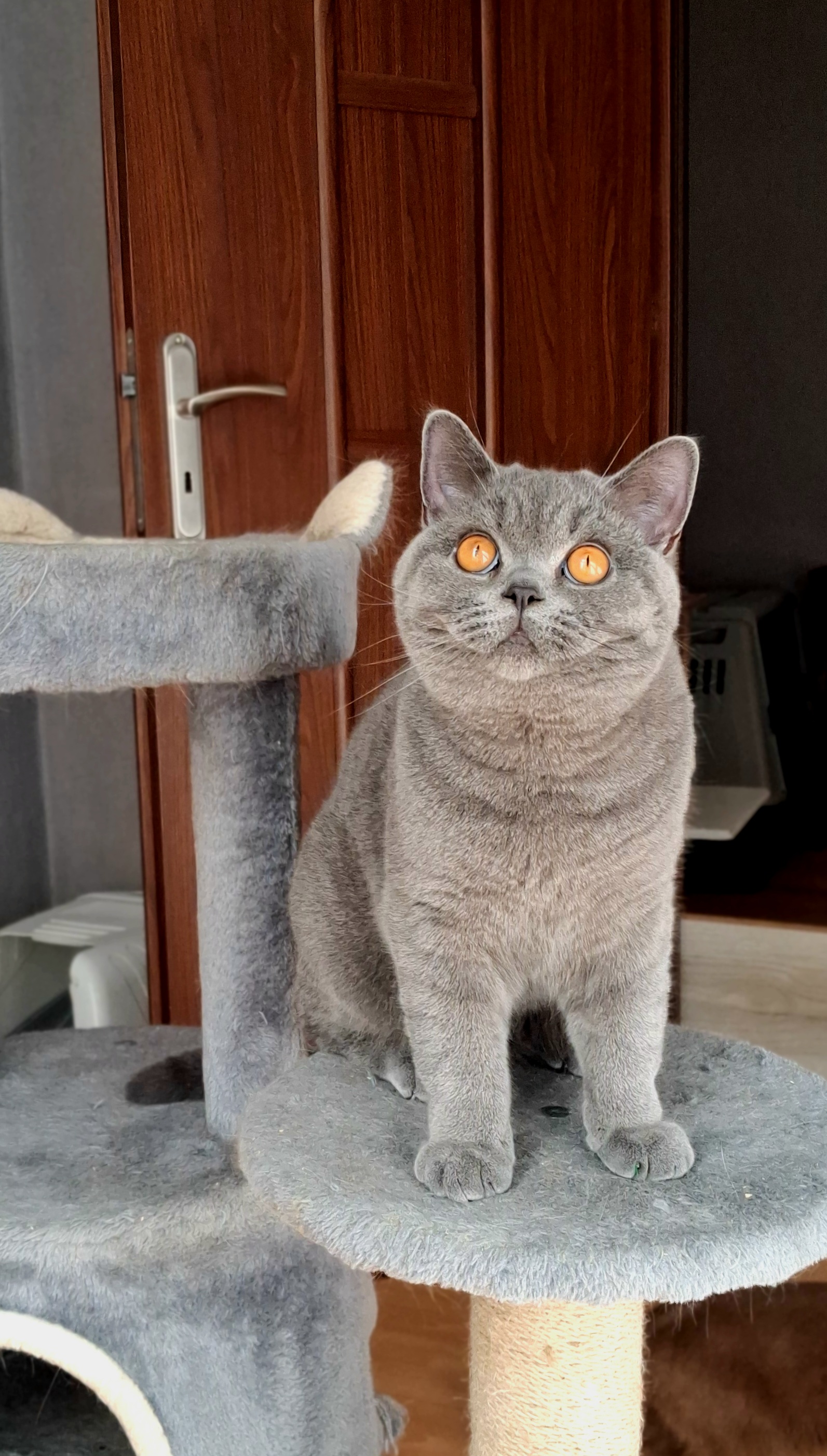 Galeria Kocur brytyjski krótkowłosy Floyd British Rainbow*PL | Sprzedaż i Wymiana Hodowlana