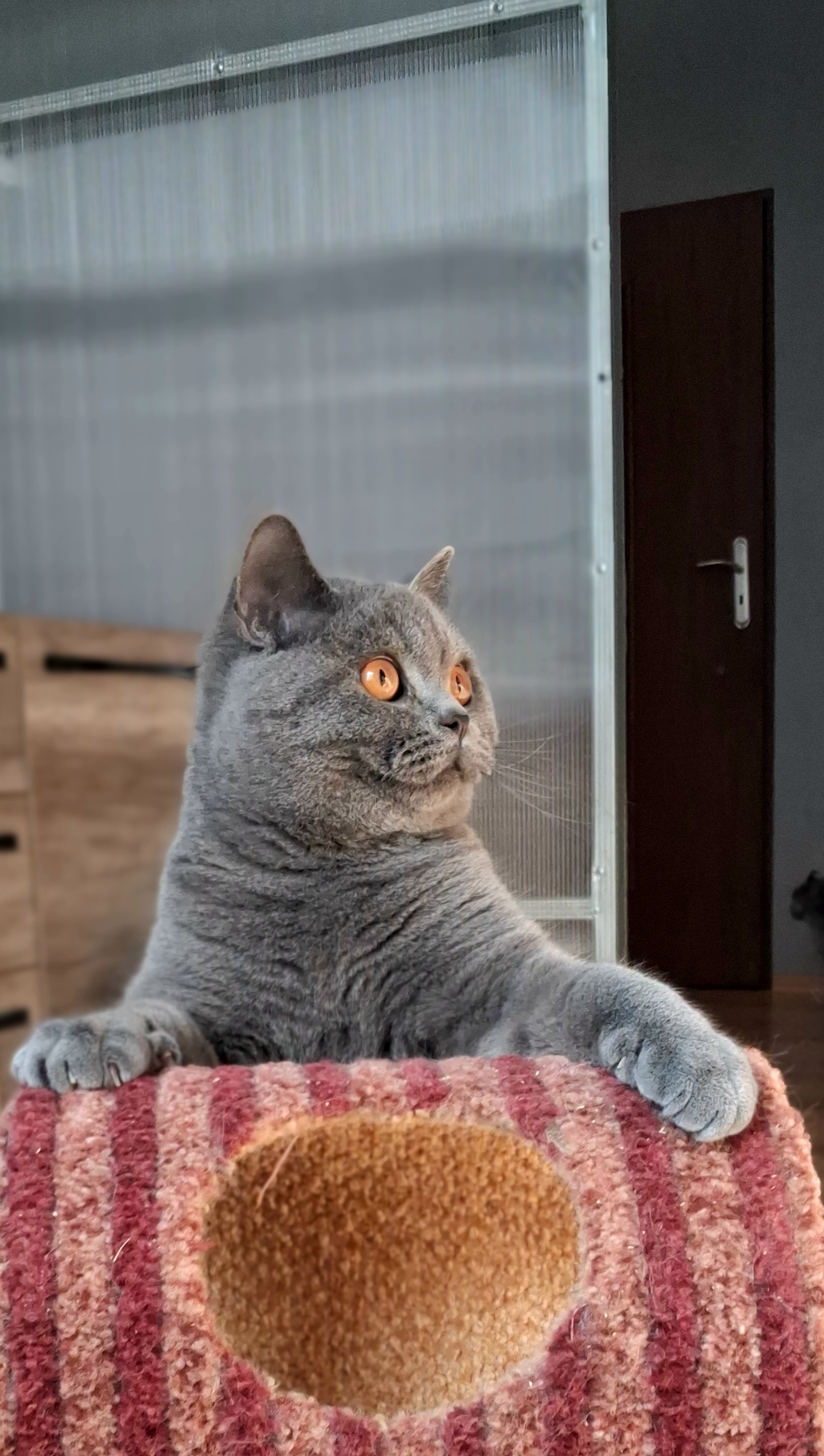 Galeria Kocur brytyjski krótkowłosy Floyd British Rainbow*PL | Sprzedaż i Wymiana Hodowlana