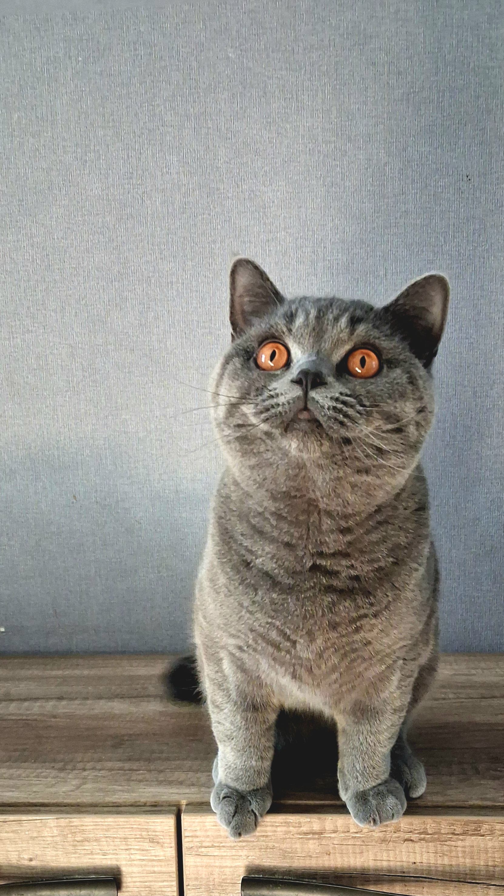 Galeria Kocur brytyjski krótkowłosy Floyd British Rainbow*PL | Sprzedaż i Wymiana Hodowlana