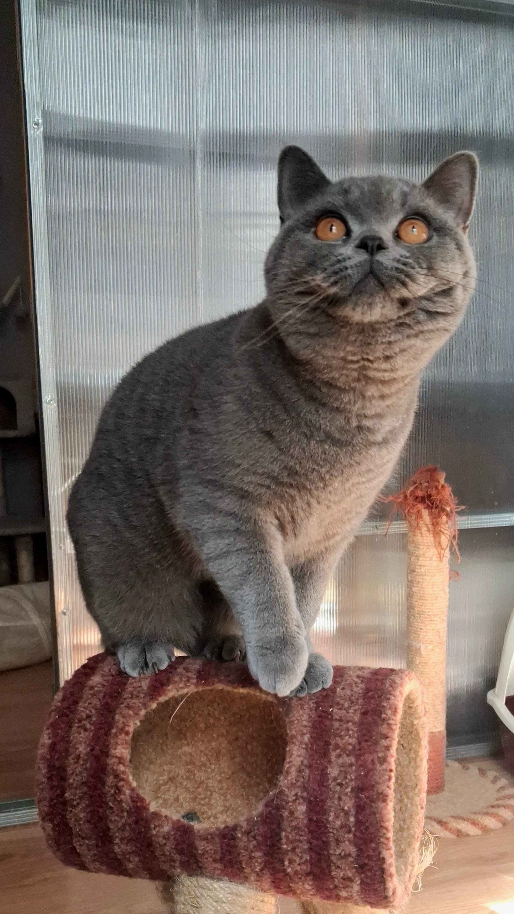 Galeria Kocur brytyjski krótkowłosy Floyd British Rainbow*PL | Sprzedaż i Wymiana Hodowlana