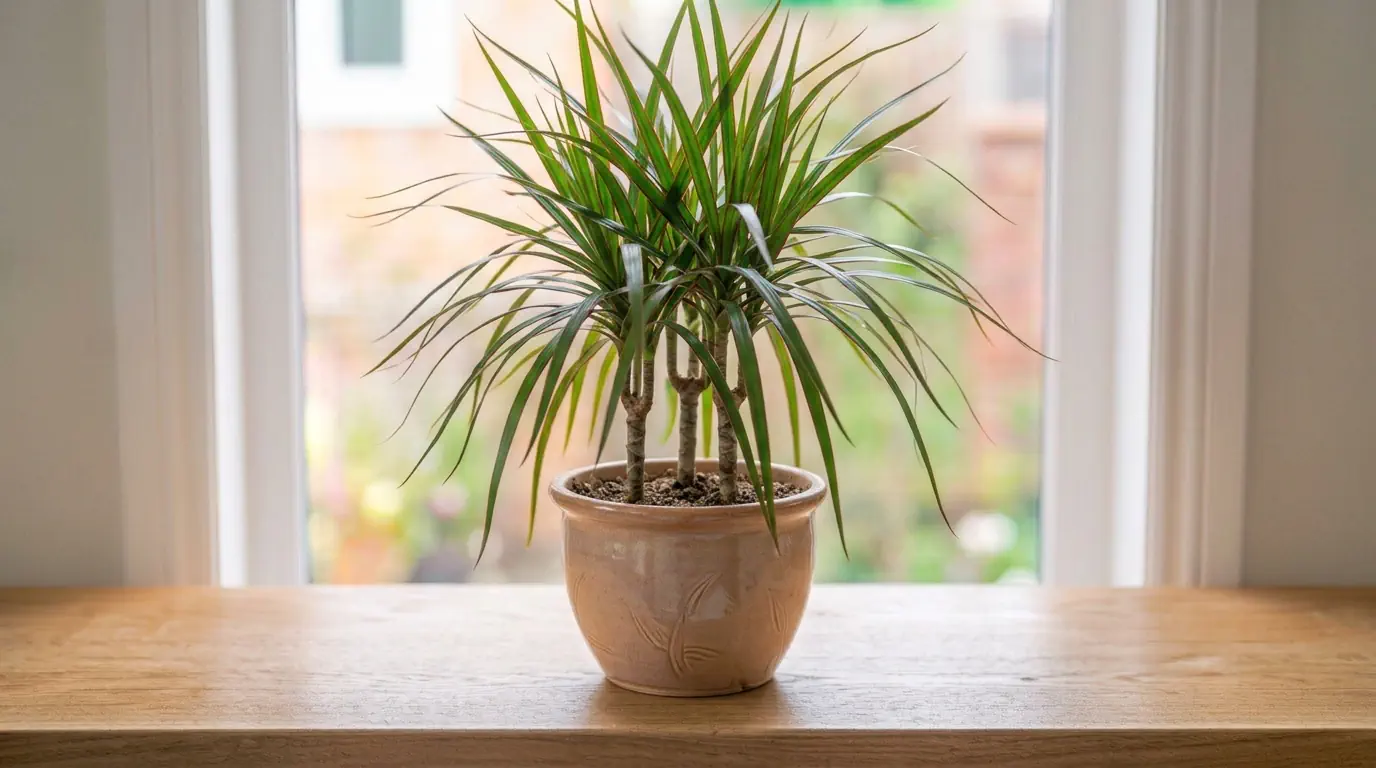 Dracena