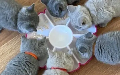 Тут ви побачите кошенят, що народилися в нашому розпліднику