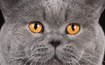 Тут ми представляємо котів з нашого розплідника