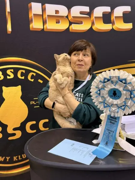 Kot brytyjski z hodowli British Rainbow *PL - zdjęcie z wystawy